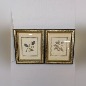 Vintage Gold Framed Botanical Prints